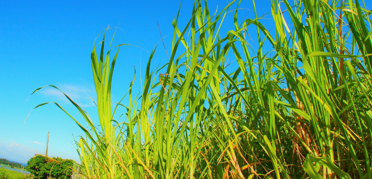 新たな地域産業の育成