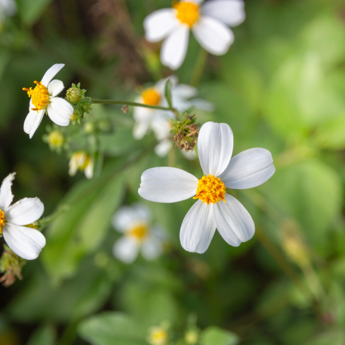 センダン草とは