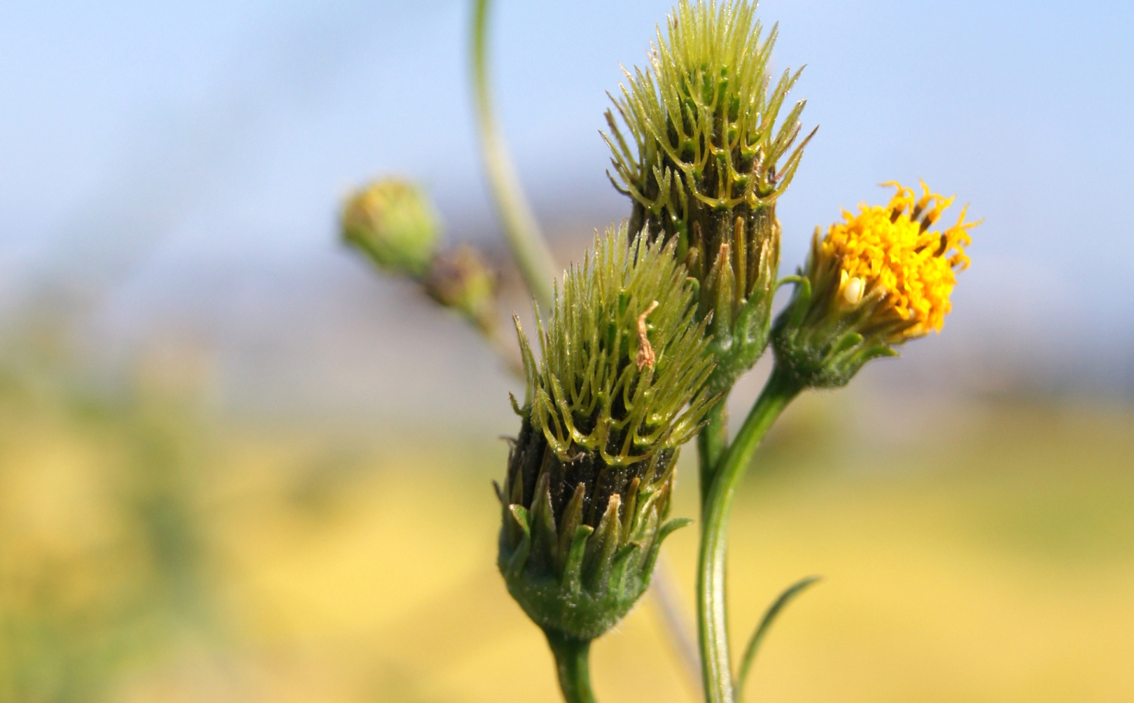 センダン草とは？