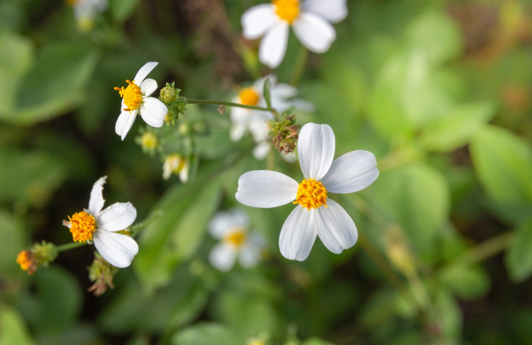 センダン草とは？